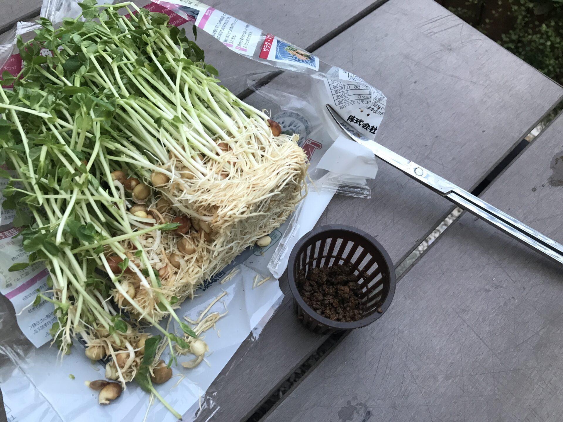 アクアポニックスを始めよう！AQUALASSIC