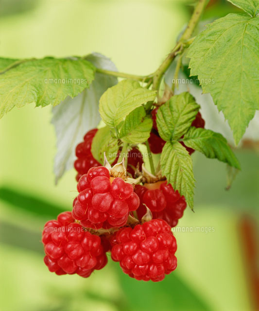 ラズベリーフランボワーズ丸友中部青果