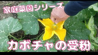 カボチャの作り方 家庭菜園向け 果菜類編農作業便利帖みんなの農業広場