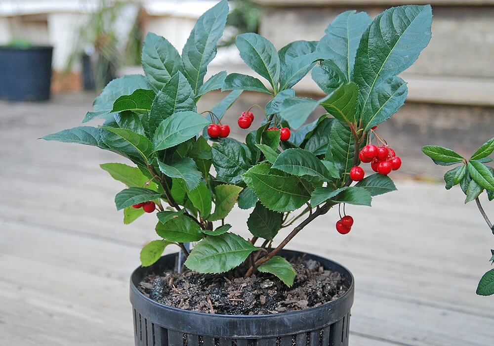 おまがえるの庭で 庭に来る野鳥と 赤い実