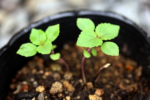 大葉の挿し木の方法と育て方のコツ！水耕栽培や増やし方も解説野菜にごあいさつ-家庭菜園情報ブログ