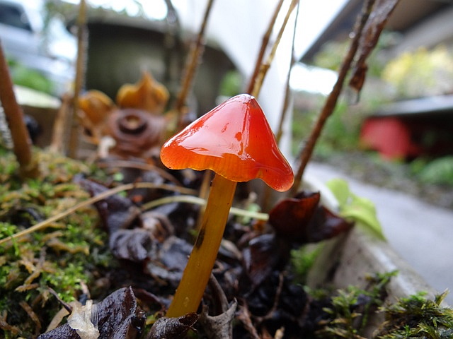 赤キノコ栽培日記 詳細情報アイテム