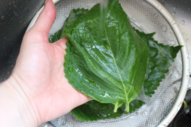 ゴマの葉炒め by ミニママクックパッド簡単おいしいみんなのレシピが392万品