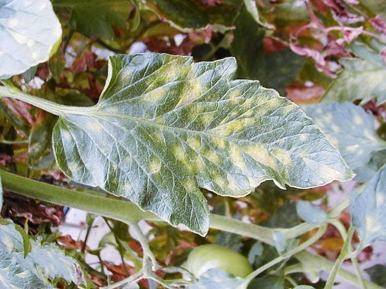 ミニトマトの葉っぱが黄色くなるオレンジ園芸ヽ =´▽`= ﾉ - 楽天ブログ