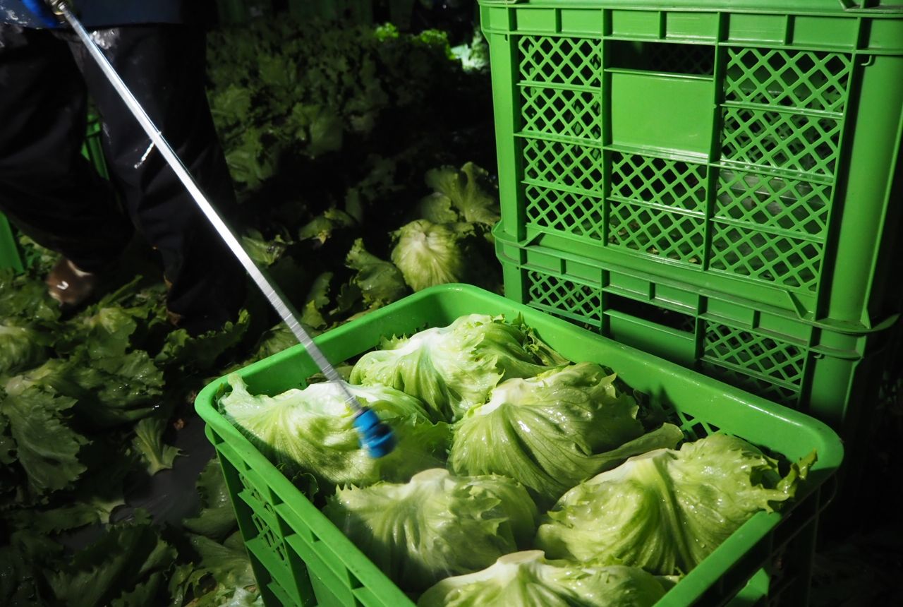 レタスの旬の時期はいつごろ？美味しい季節や変わったレシピも紹介！暮らしニスタ