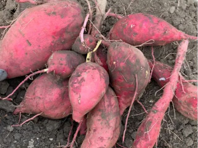 Amazon.co.jp:MSKSHOP さつまいも シルクスイート 紅はるか 紅あずま 5kg 千葉茨城県産 大容量 甘い焼き芋などにサツマイモA等級シルクスイートM5kg: 食品・飲料・お酒