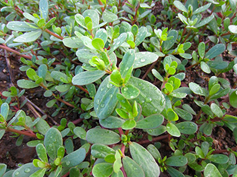 山形あるある 山形県民は雑草を食べる??ふるさとの味「ひょう」