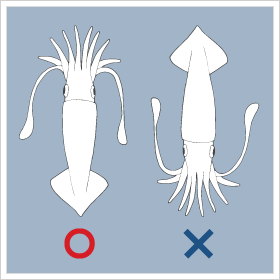 中学校 生物 イカの解剖を手軽に身近に！魚食普及推進センター 一般社団法人 大日本水産会