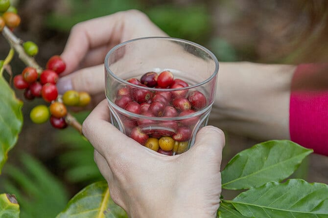 コーヒーの木をそだててコーヒーの実をならせよう！ 赤塚植物園 オンライン フラワーショップ花の音