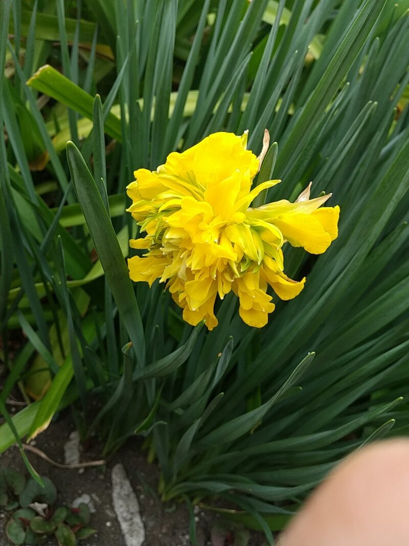 ご参考＞注意したい！人気の野草ノビル 野蒜 と、間違いやすい毒草たち。＆区別方法の『まとめ』。 kurukoya- エキスパート -Yahoo!ニュース