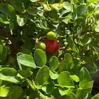 GKZ植物事典・オオバゲッキツ