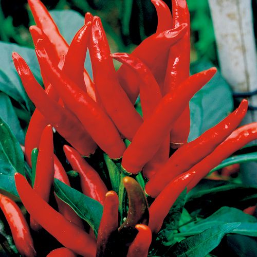 生花 唐辛子 鷹の爪 赤 50cm 千葉県 Flower Smith Market フラワースミスマーケット