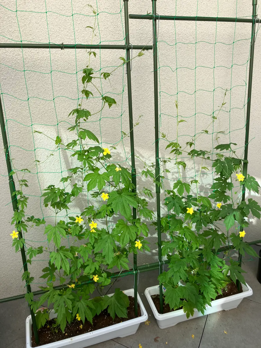 ゴーヤの実が小さいまま黄色になってしまいます・グリーンカーテン用- Yahoo!知恵袋