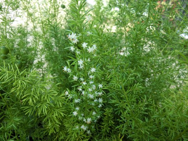 アスパラガスとアスパラギン酸の秘密一般財団法人 日本educe食育総合研究所