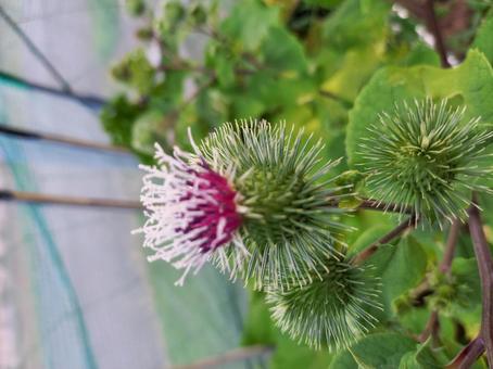 ゴボウ Arctium lappa キク科 Asteraceae ゴボウ属 三河の植物観察