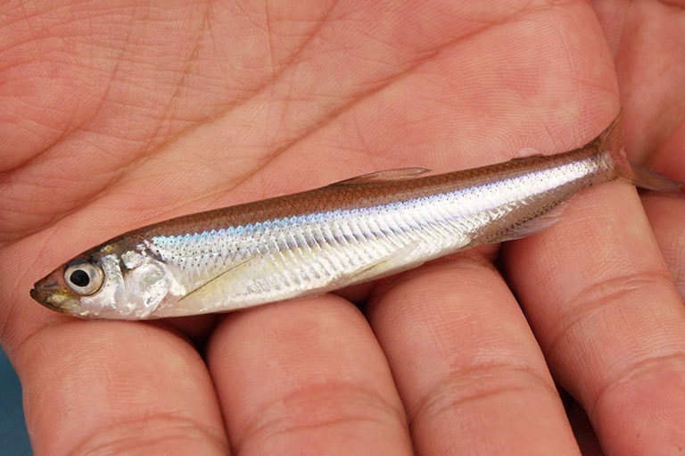 チキンのトマトクリーム煮 電気圧力鍋株式会社ワンダーシェフ