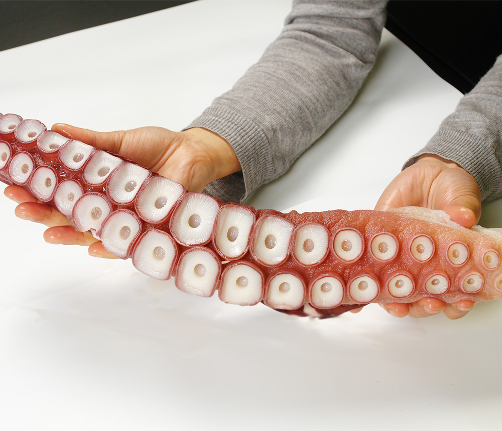 蛸 たこ のさばき方 – How to filet Octopus -日本さばけるプロジェクト日本さばけるプロジェクト