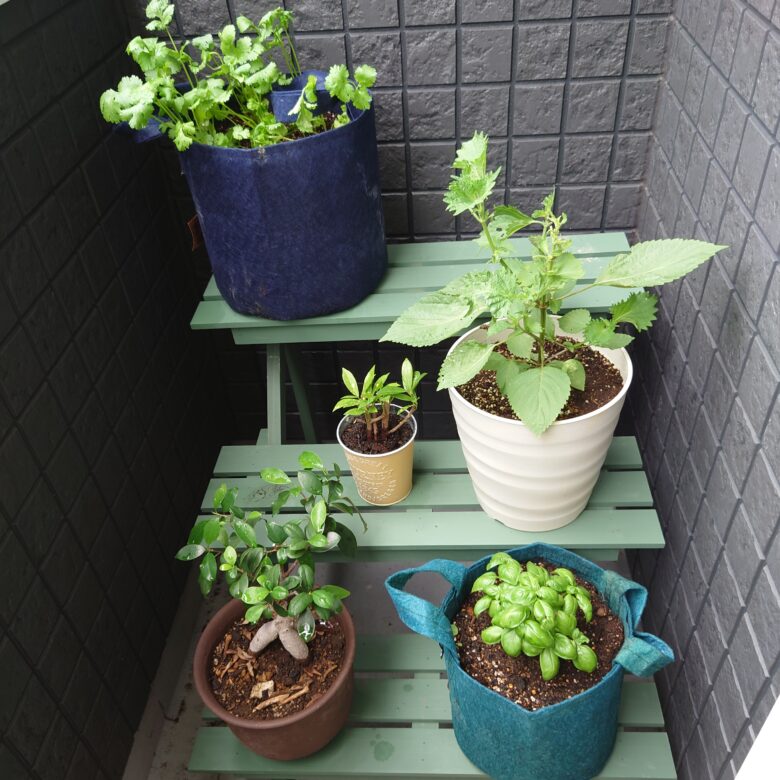 体験談付き 種から育てる！大葉 しそ 家庭菜園の育て方みどりのグリーン