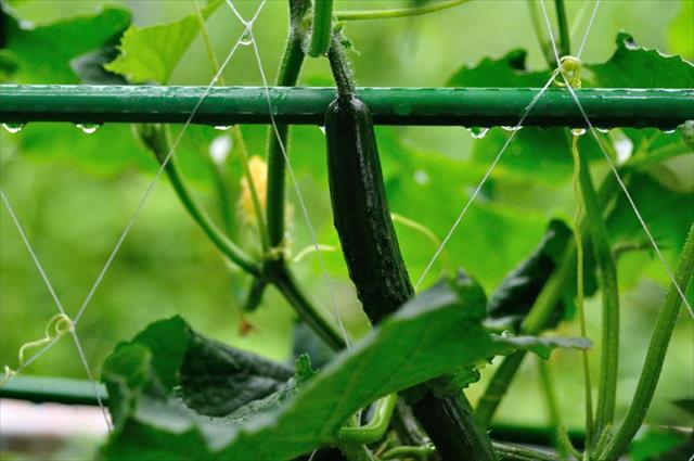 秋キュウリの育て方！苗の植え付け時期は？野菜の育て方・栽培方法