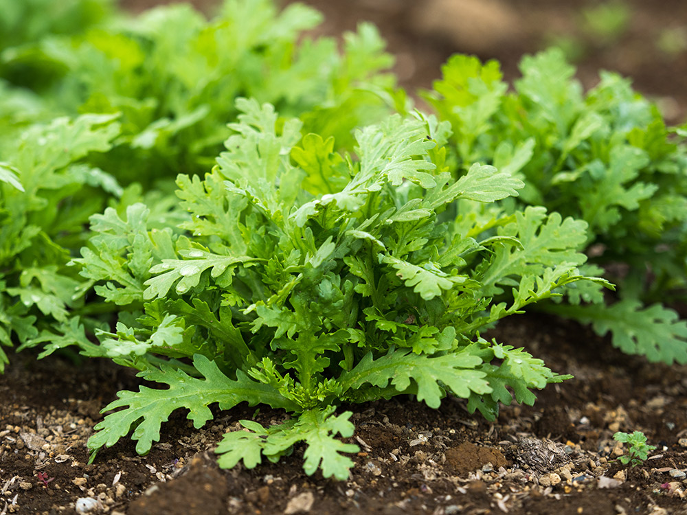 シュンギク 春菊 の育て方と栽培のコツやまむファーム