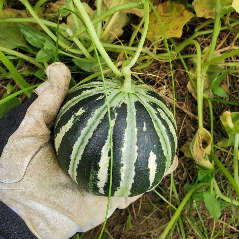 10月10日の誕生花 メロンかぎけん花図鑑