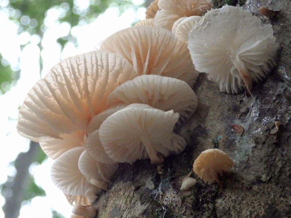 ヌメリツバタケのランプ3