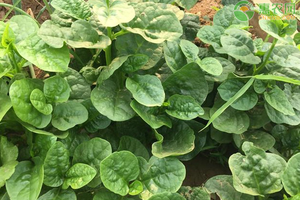 木耳菜怎么种植