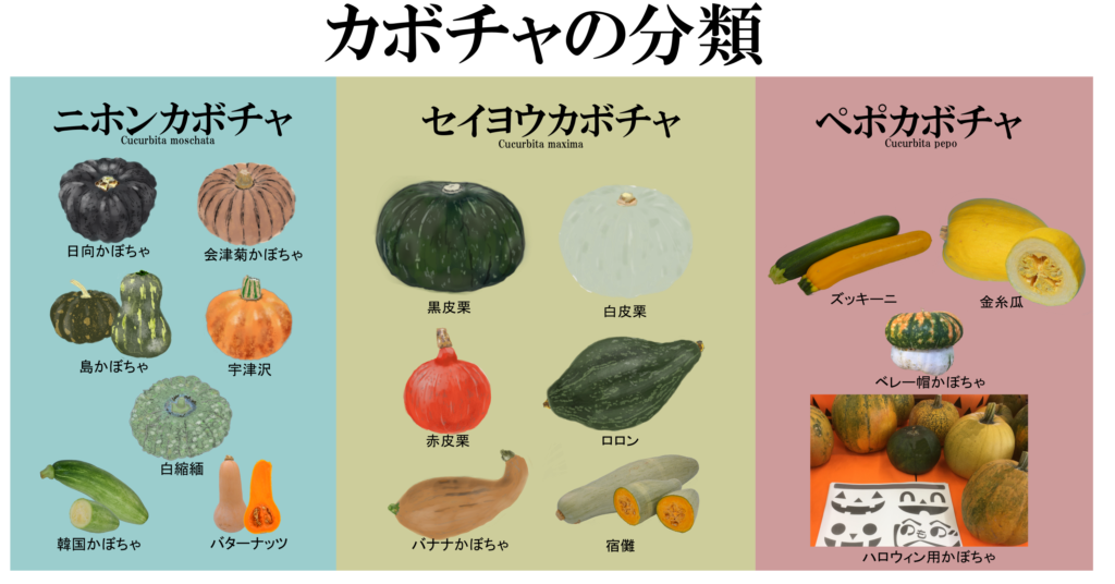 種もまるごと生で食べられる南瓜♪ 鈴かぼちゃフードアナリスト×野菜ソムリエMimiの きまぐれ料理日記