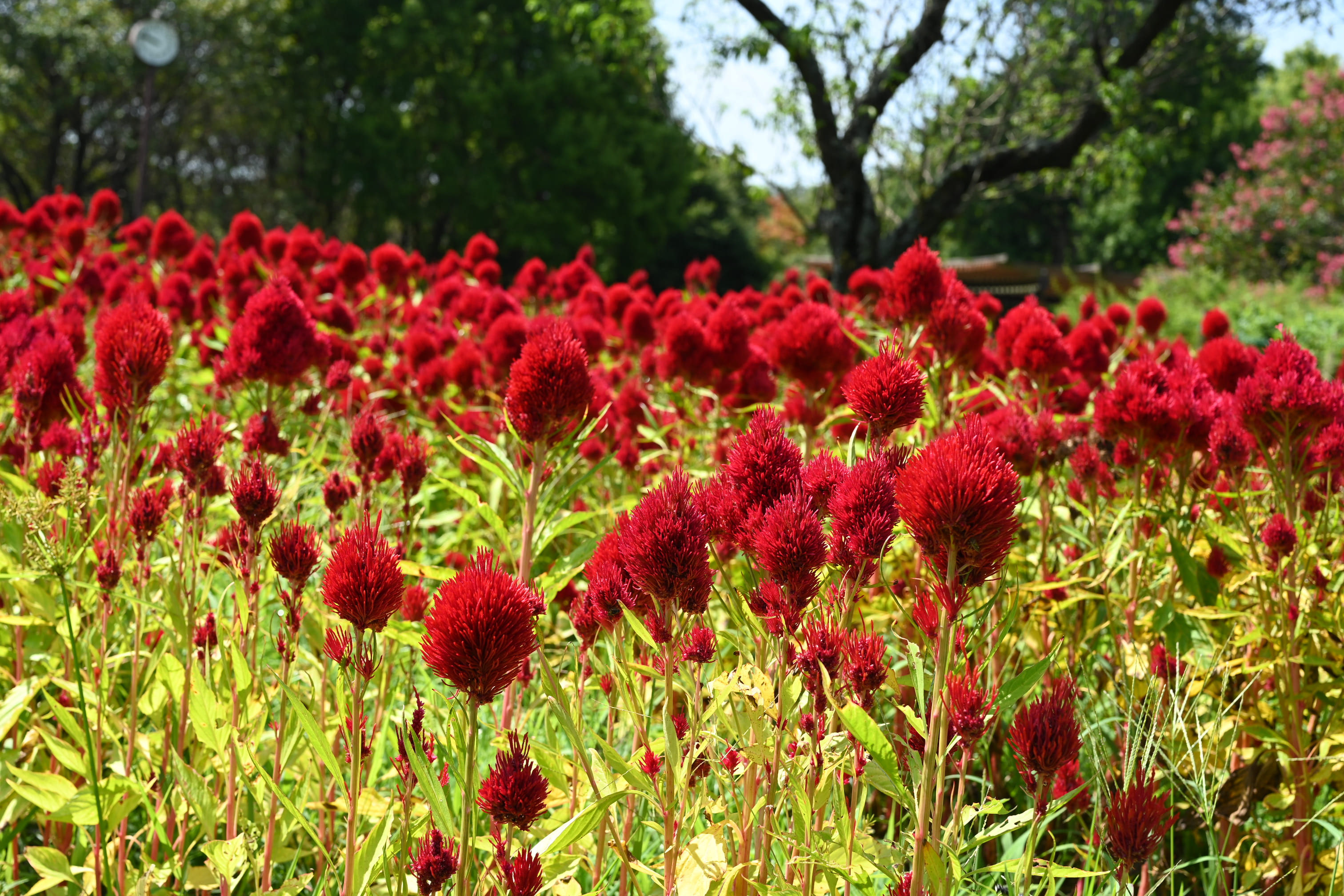 鶏頭」を深掘りリサーチ！意味やその語源・由来、用例・使われ方をまとめレポート - アリエスコム ARIEScom