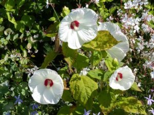 ムクゲ 槿 ：スターバーストシフォン3.5号ポット の通販園芸ネット