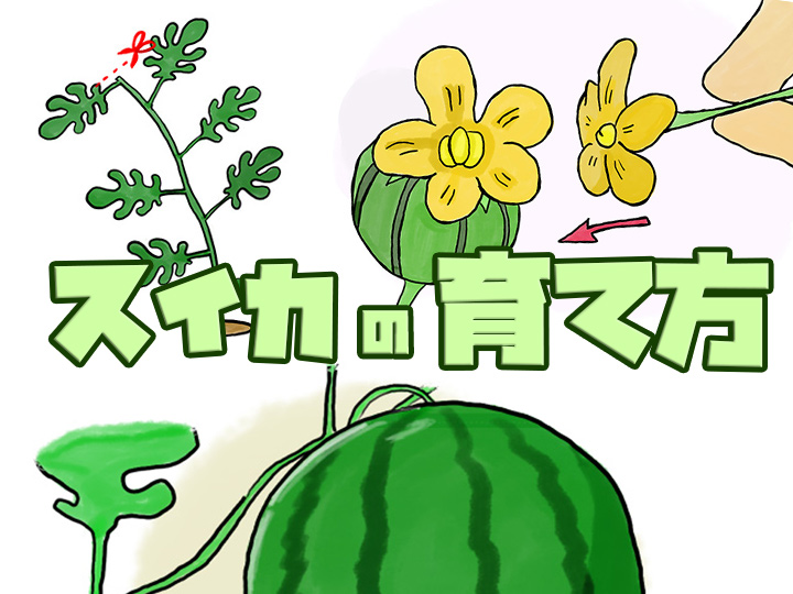 スイカ割り バット 割れる 夏野菜の写真素材 - PIXTA