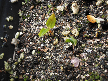 温暖化のもたらす影響発芽の早期化