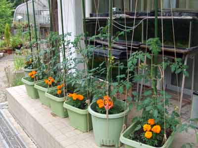 投票募集中！『コンパニオンプランツ バジルとマリーゴールド と夏野菜 ピーマン、ナス、トマト 』体験農園なら貸し農園 市民農園 のシェア畑