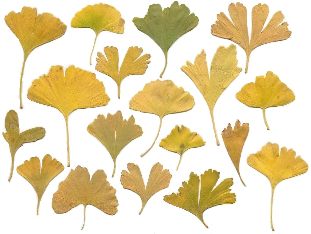 ぎんなんの食べ方まとめレンジ・フライパン・トースターで殻も薄皮も簡単にむける！ふるなび公式ブログ ふるさと納税DISCOVERY