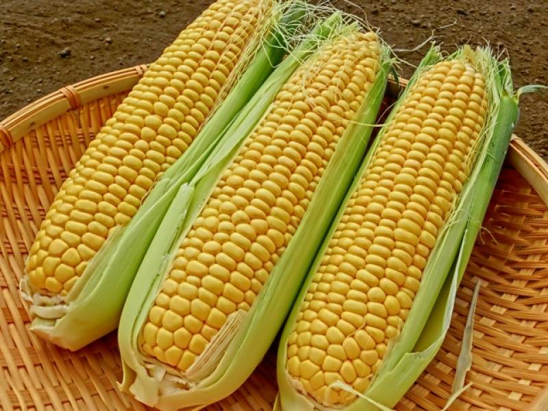 トウモロコシなどの食料、なぜ値上がり？ - 日本経済新聞