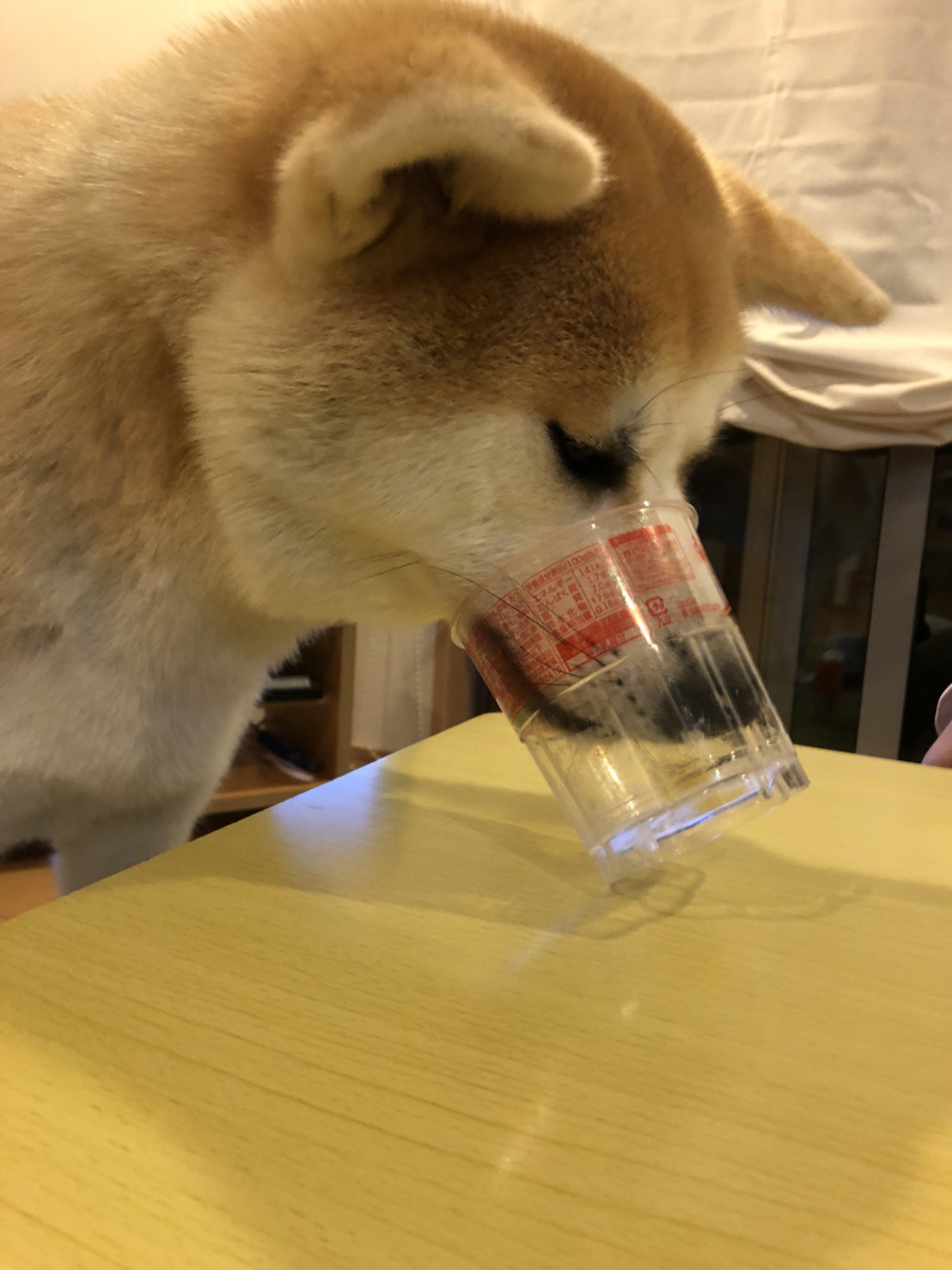 秋田限定 秋田犬のふん チョコinクッキー １２個入秋田犬の可愛らしいシール入り秋田 あきた アキタ お菓子 クッキー チョコ : 銘店おばこYahoo!店 - 通販 - Yahoo!ショッピング