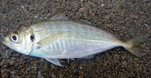 マアジ、関アジ、シマアジ 「アジ」の種類と見分け方！ おすすめ料理も季節の食材のHOW TOアマノフーズ公式ブランドサイト