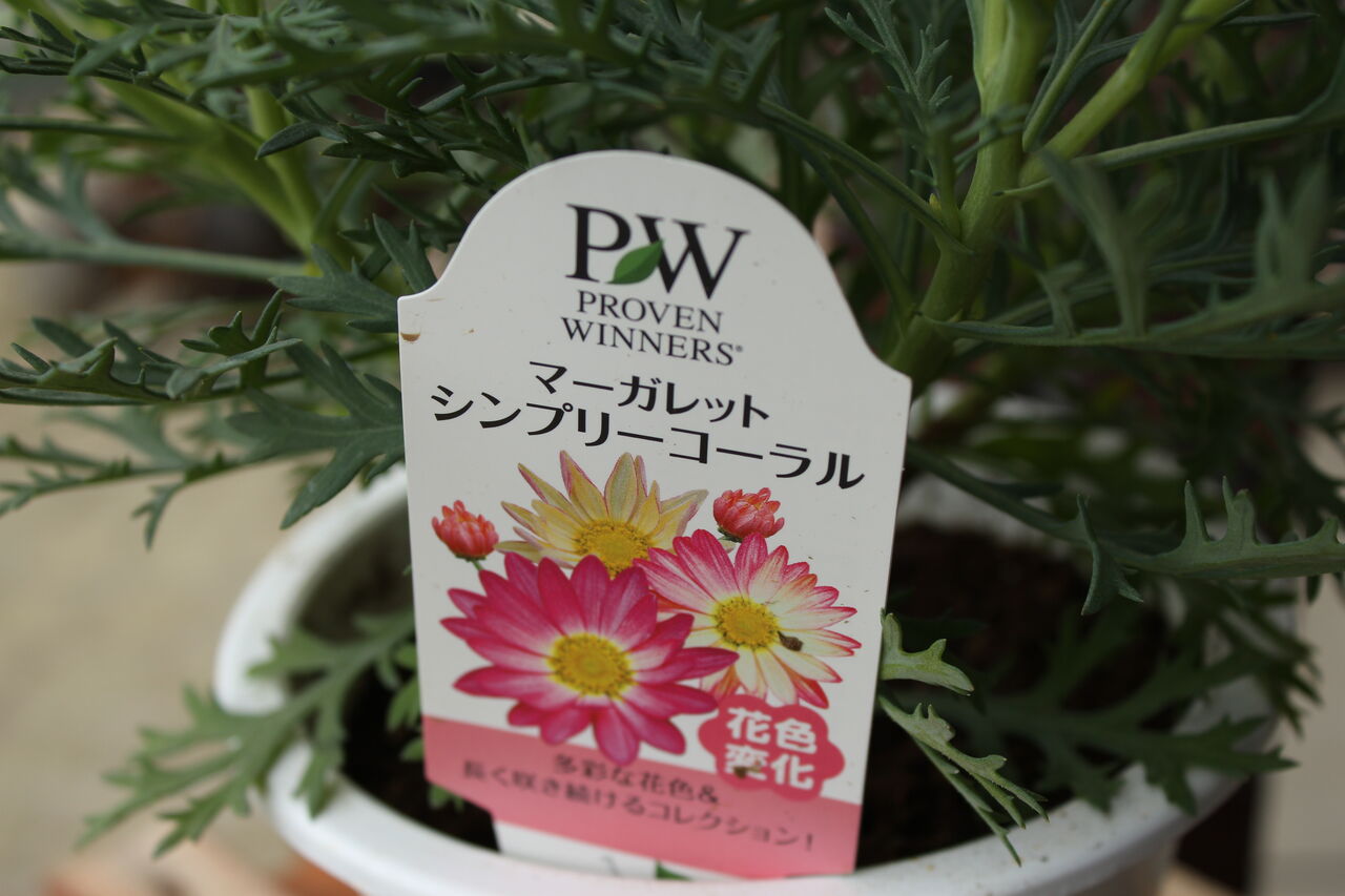 MARGARET HOWELL idea マーガレット・ハウエルアイデア の「MARGARET HOWELL idea マーガレット・ハウエルアイデア 2G・アプリコット ショルダー ショルダーバッグ 」 - WEAR