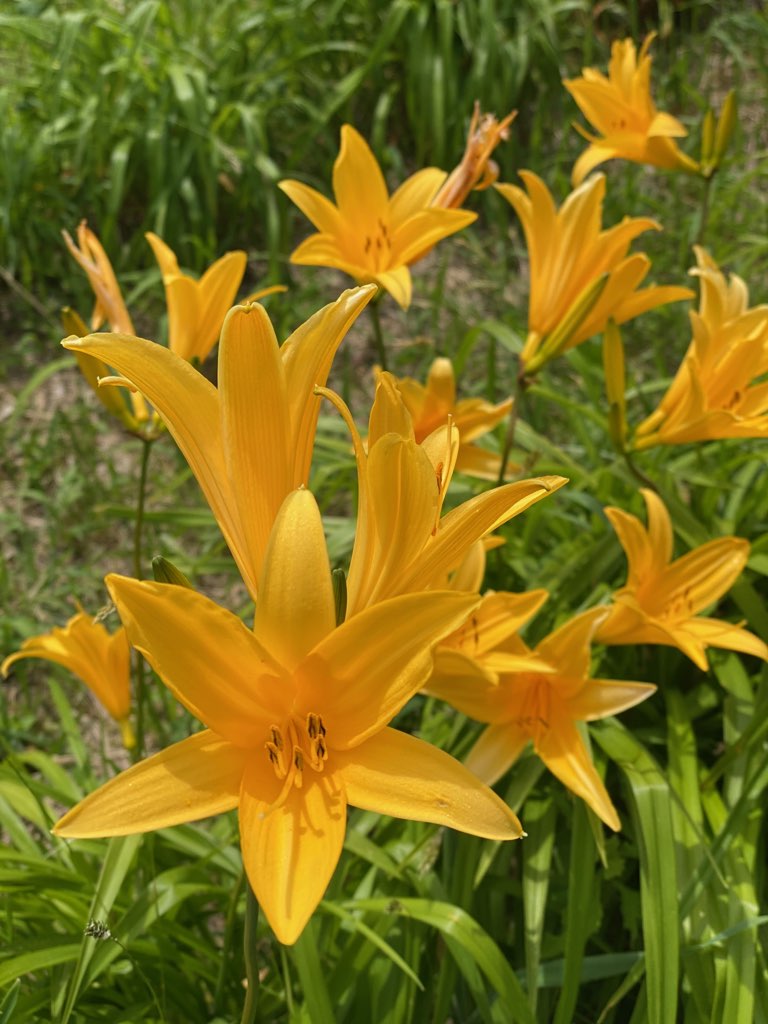 カンゾウ バンバンジー 花 - Pixabayの無料写真