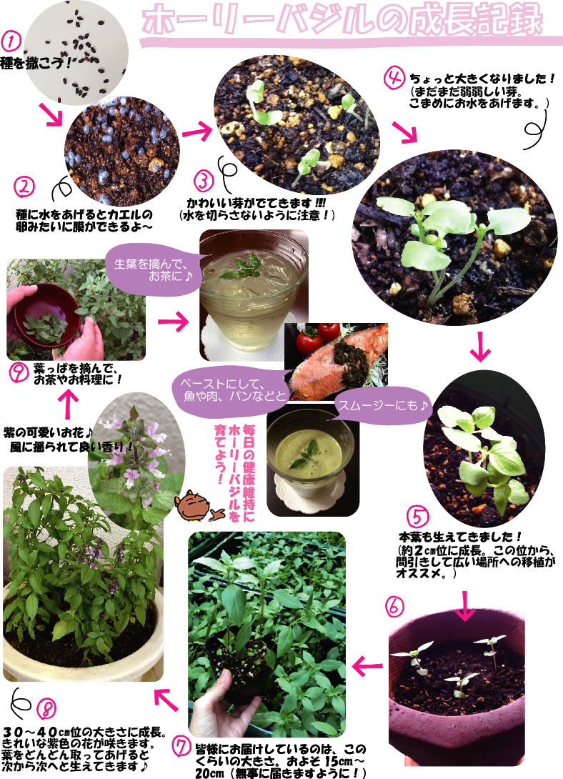 バジルが発芽日数を過ぎても発芽しない！ その原因は？おしゃれ照明器具ならMotoM