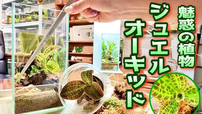 随時更新 ジュエルオーキッドの経過ブログ マコデスペトラ観葉植物のお悩みを解決するなら観葉植物ラボ