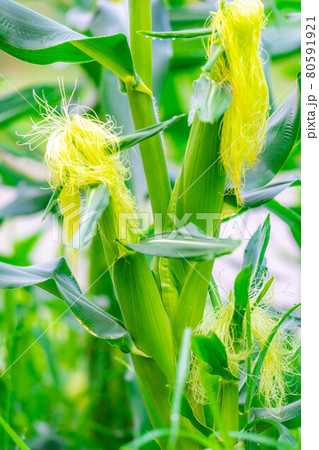 トウモロコシの雄花 雌花の一週間前に開花 写真素材7088779- フォトライブラリ