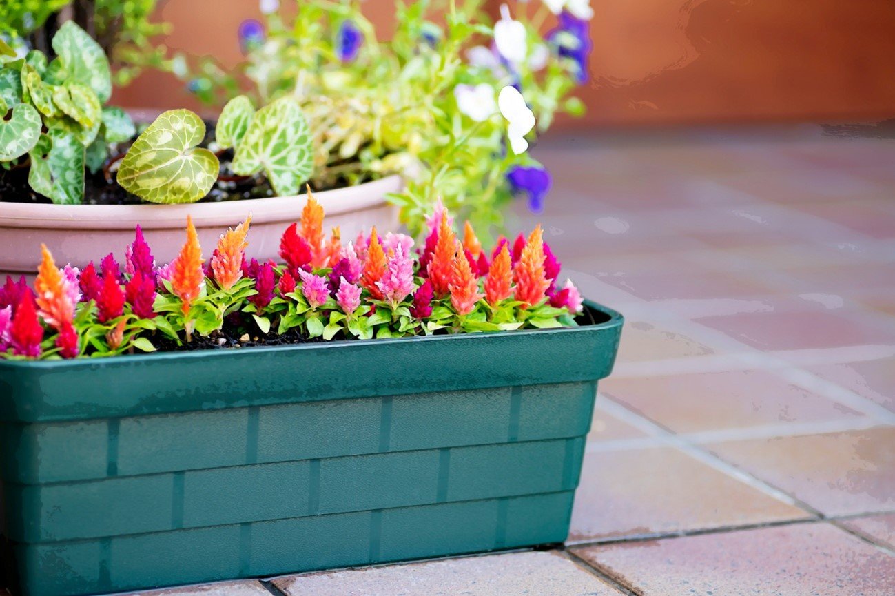 ケイトウの育て方種まきの時期や栽培適所は？🍀GreenSnap グリーンスナップ