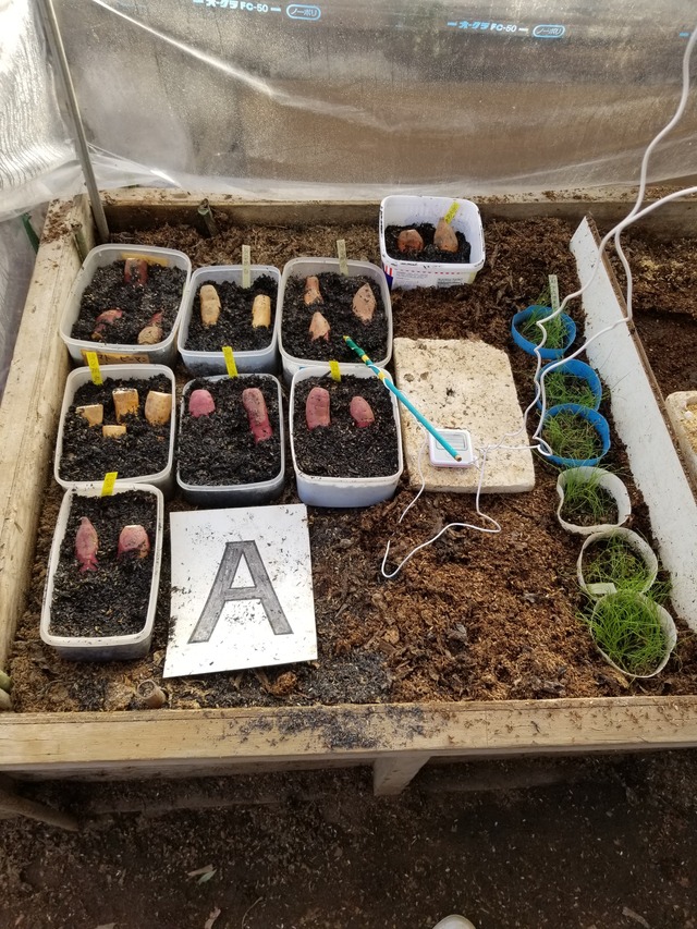 スーパーで買ったさつまいもは芽が出ないかも知れないキジとら