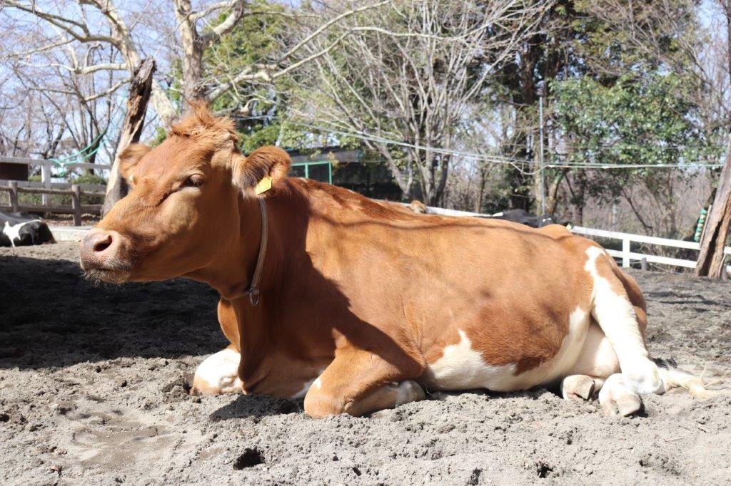 新潟直送計画 希少牛ガンジー乳牛の濃厚飲むヨーグルト – 加勢牧場