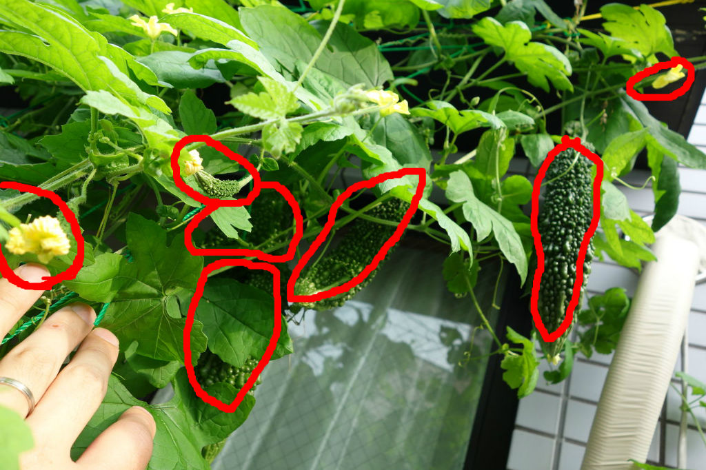 種まき・苗から始める ゴーヤのプランター栽培の育て方農家web