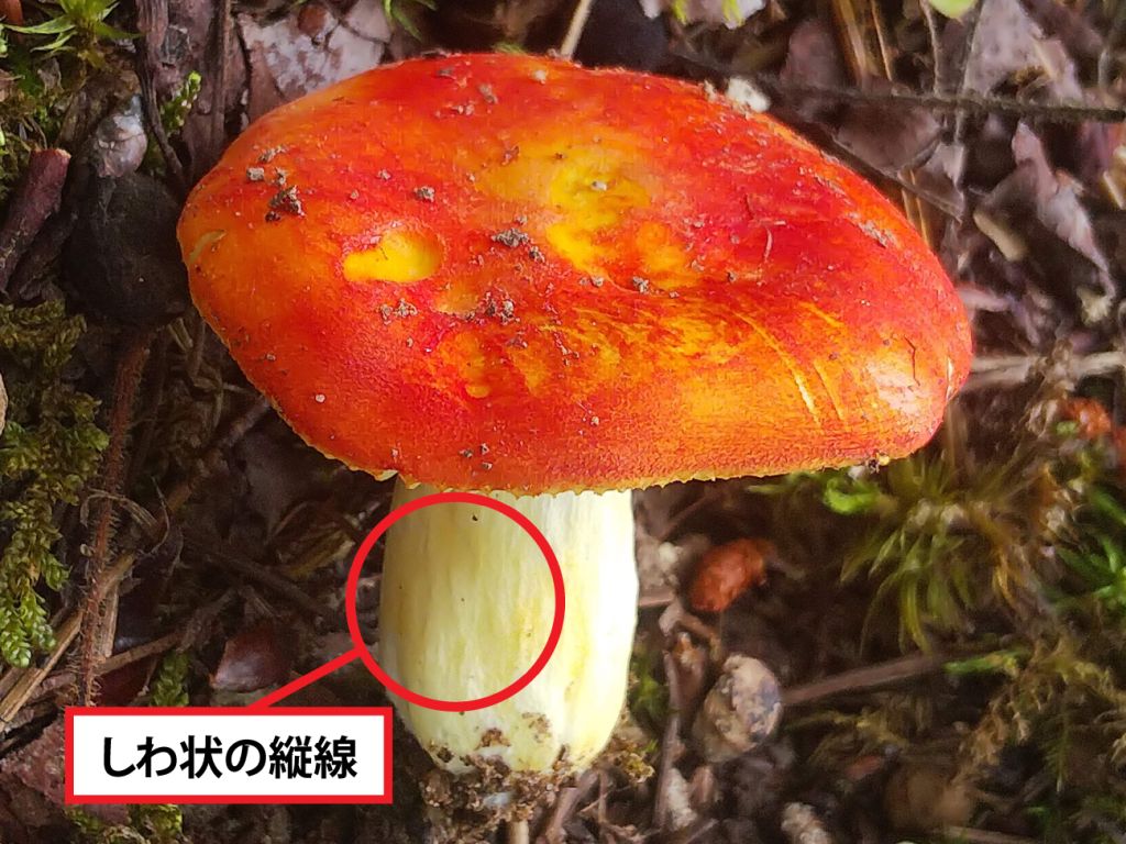 培養困難な食用きのこ，「タマゴタケ」の人工栽培化を目指して