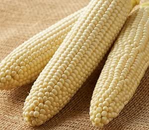 トウモロコシ - Wikipedia