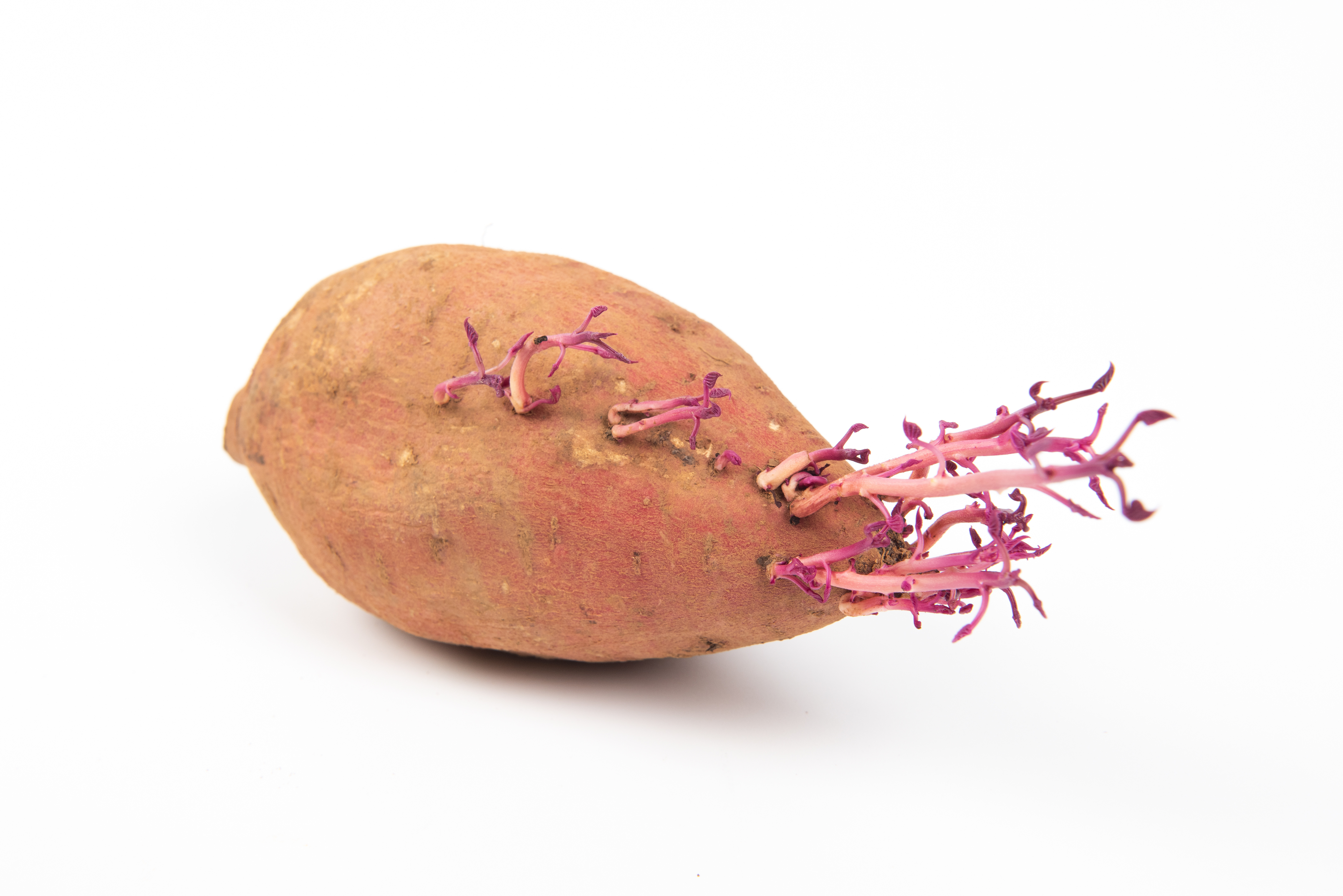 なかむらさき ナカムラサキ 紫芋 ＜サツマイモの品種：旬の野菜百科