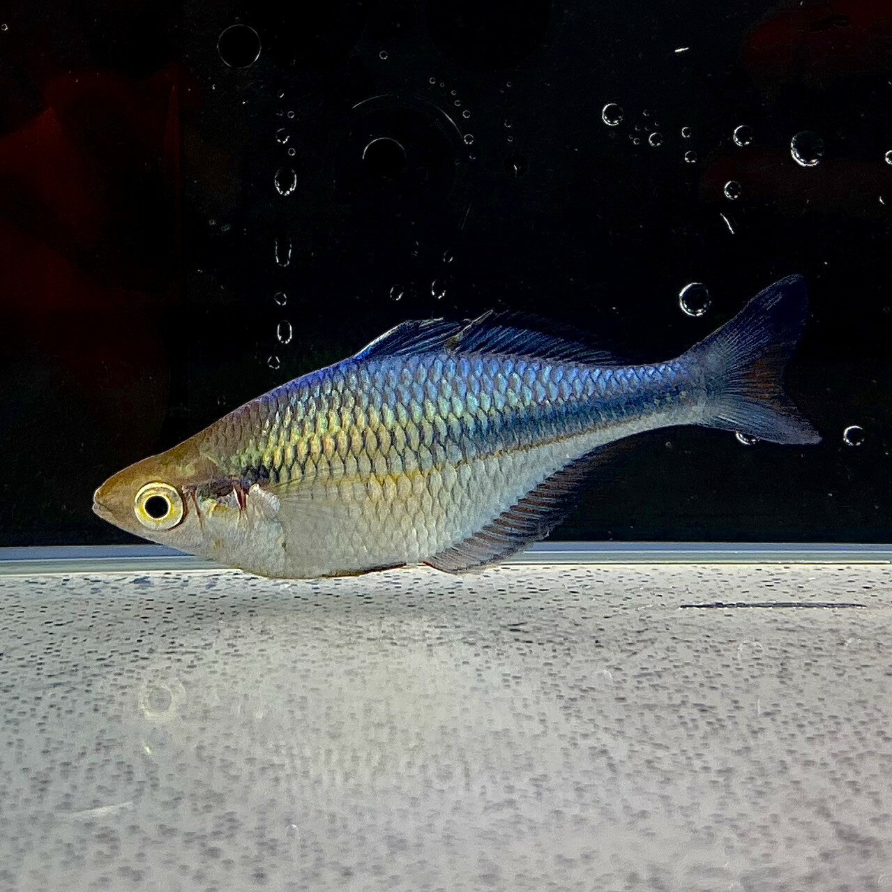 楽天市場 熱帯魚 カラーラージグラスの通販